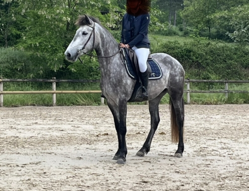 a vendre MENDIA de Toulos ponette 4 ans Connemara Part Bred
