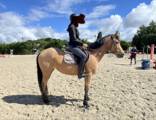 a vendre MAYA de Toulos 4 ans ponette Connemara Part Bred